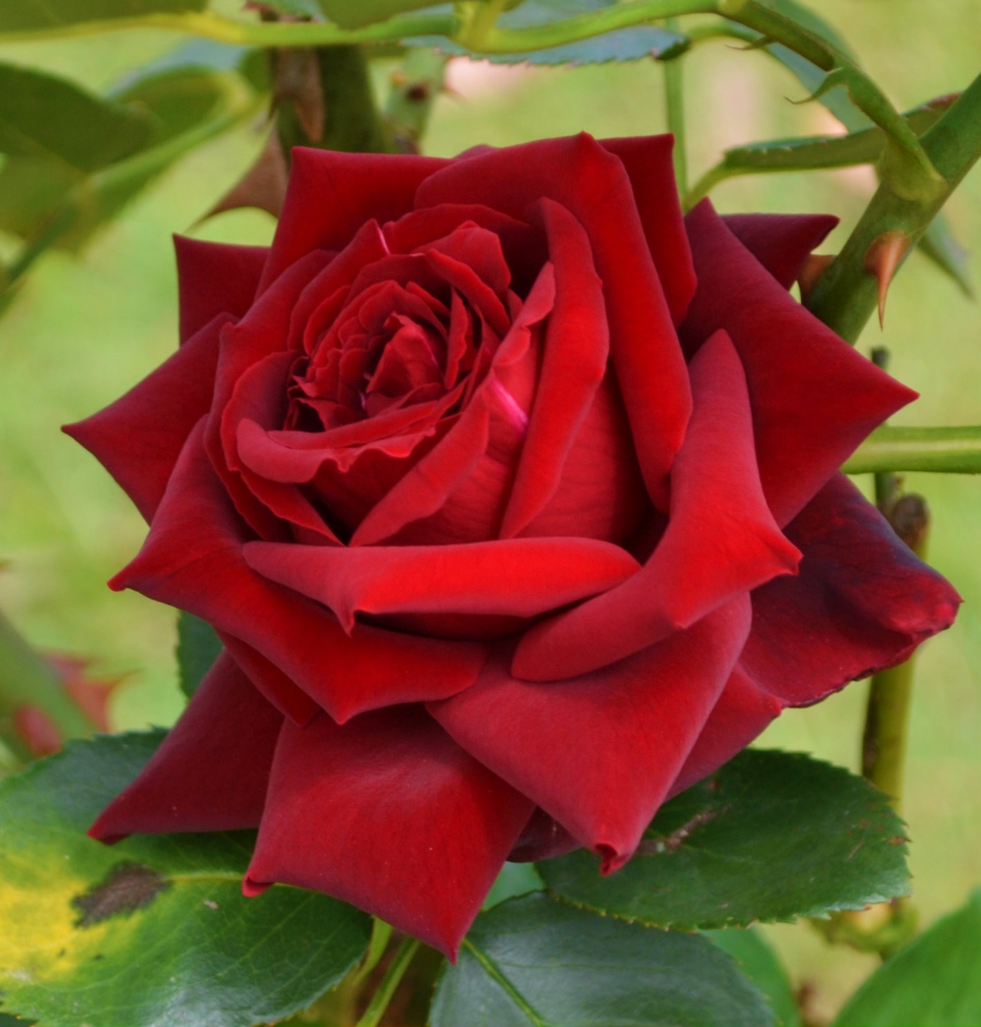 red roses