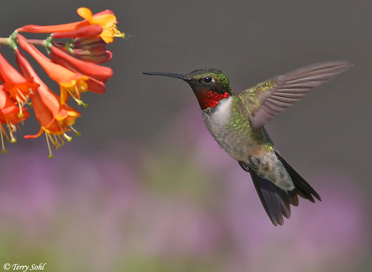 ruby-throated hummingbird